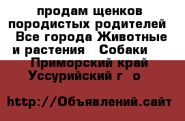 продам щенков породистых родителей - Все города Животные и растения » Собаки   . Приморский край,Уссурийский г. о. 